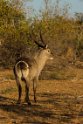 037 Timbavati Private Game Reserve, waterbok